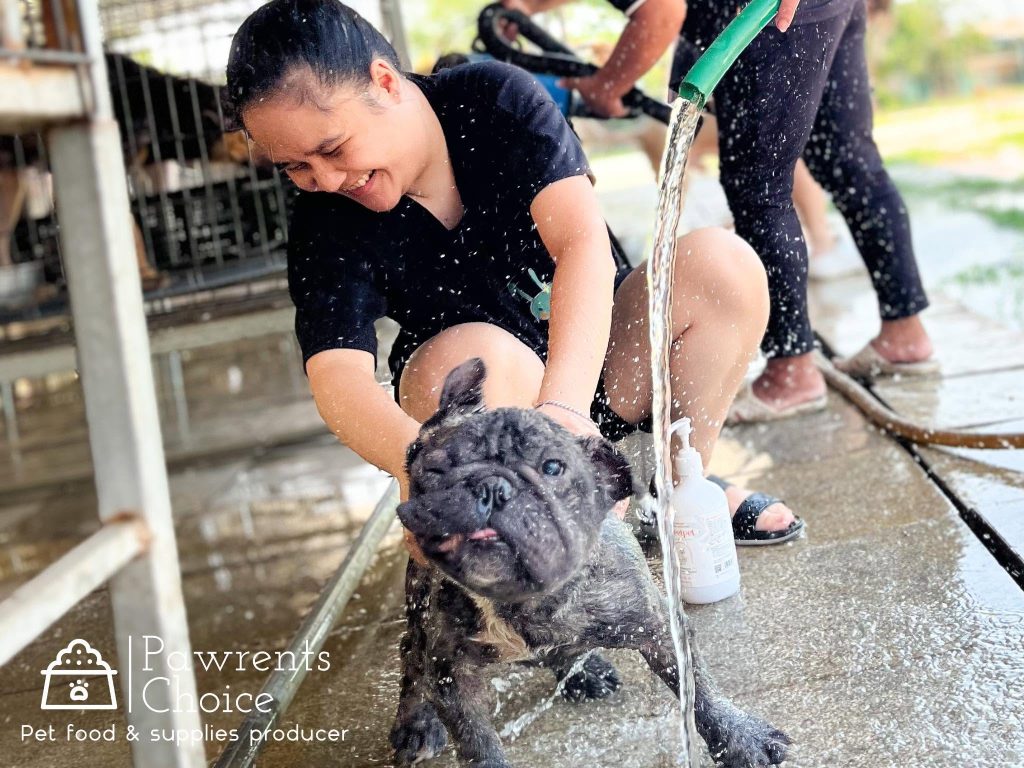 Tình nguyện viên tắm cho bé chó đen tại Sân Nhà Nhiều Chó