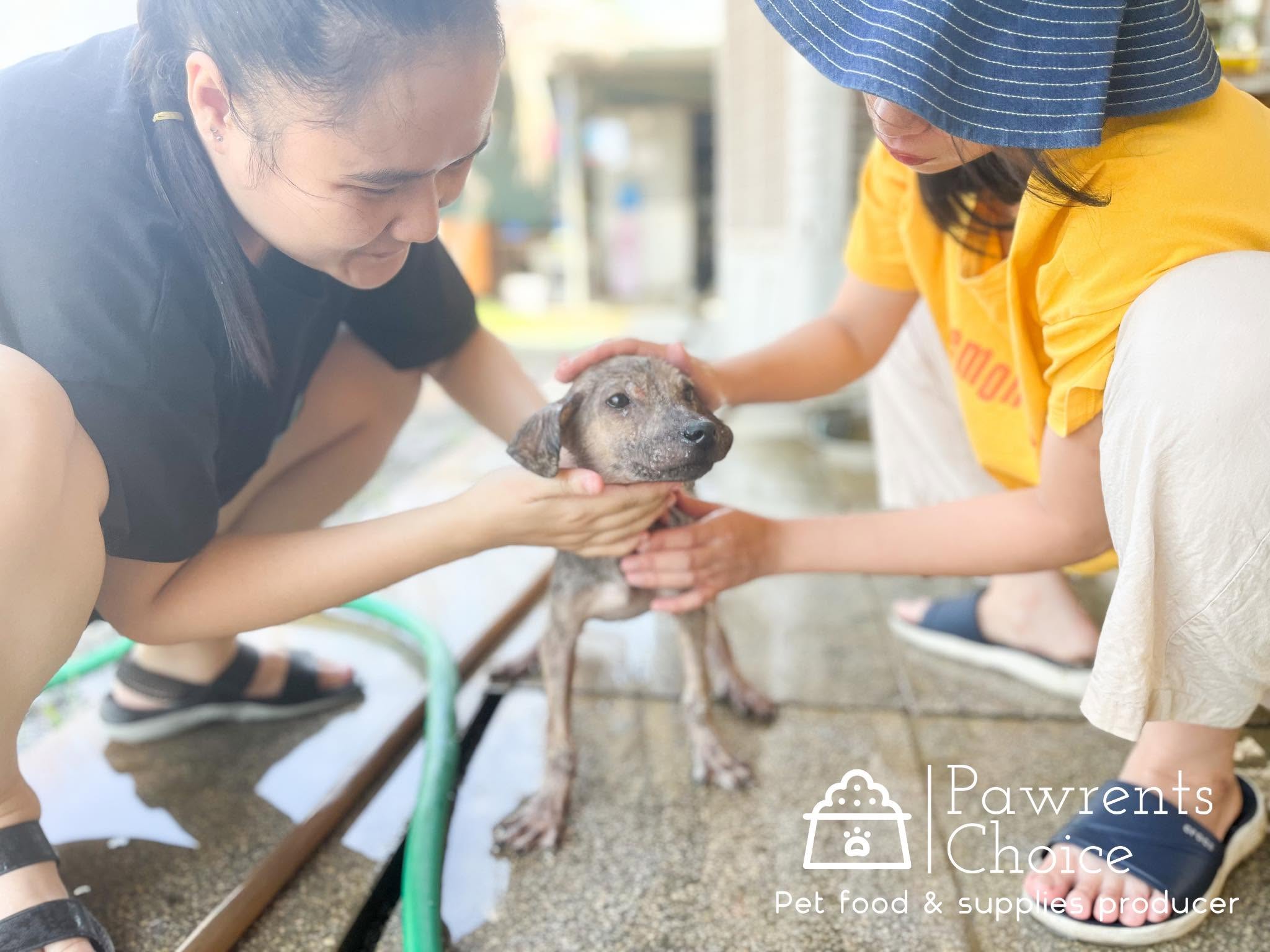 Hai tình nguyện viên phối hợp chăm sóc bé chó nhỏ