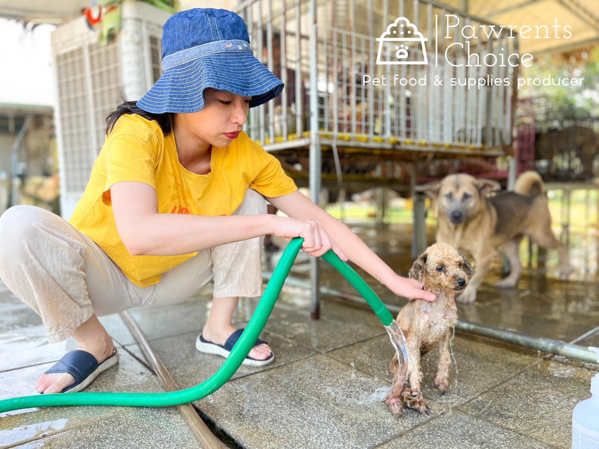 Tình nguyện viên dùng vòi nước tắm cho bé chó nhỏ