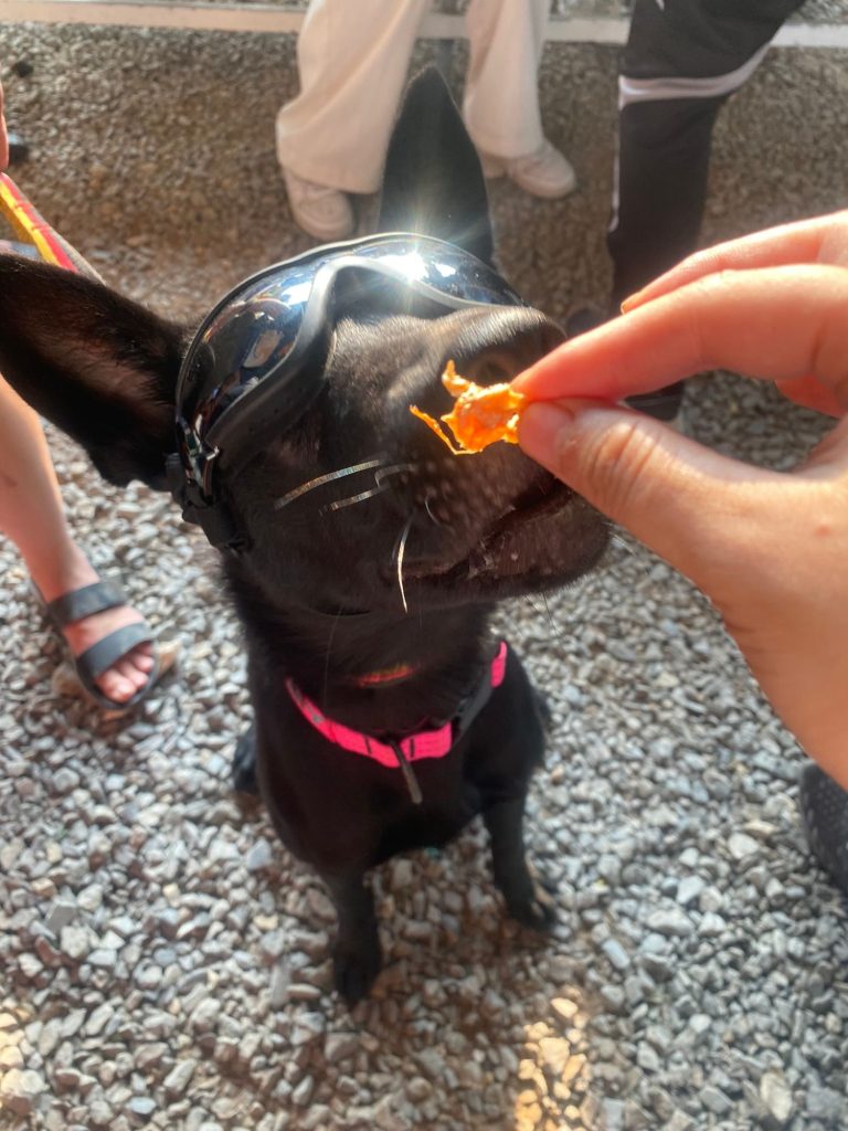 Bé cún đen đeo kính thử snack sấy khô Pawrents Choice