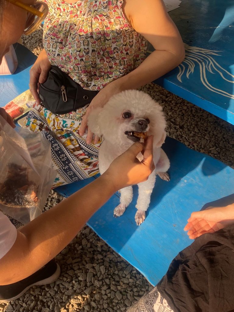 Bé poodle trắng thưởng thức snack Pawrents Choice