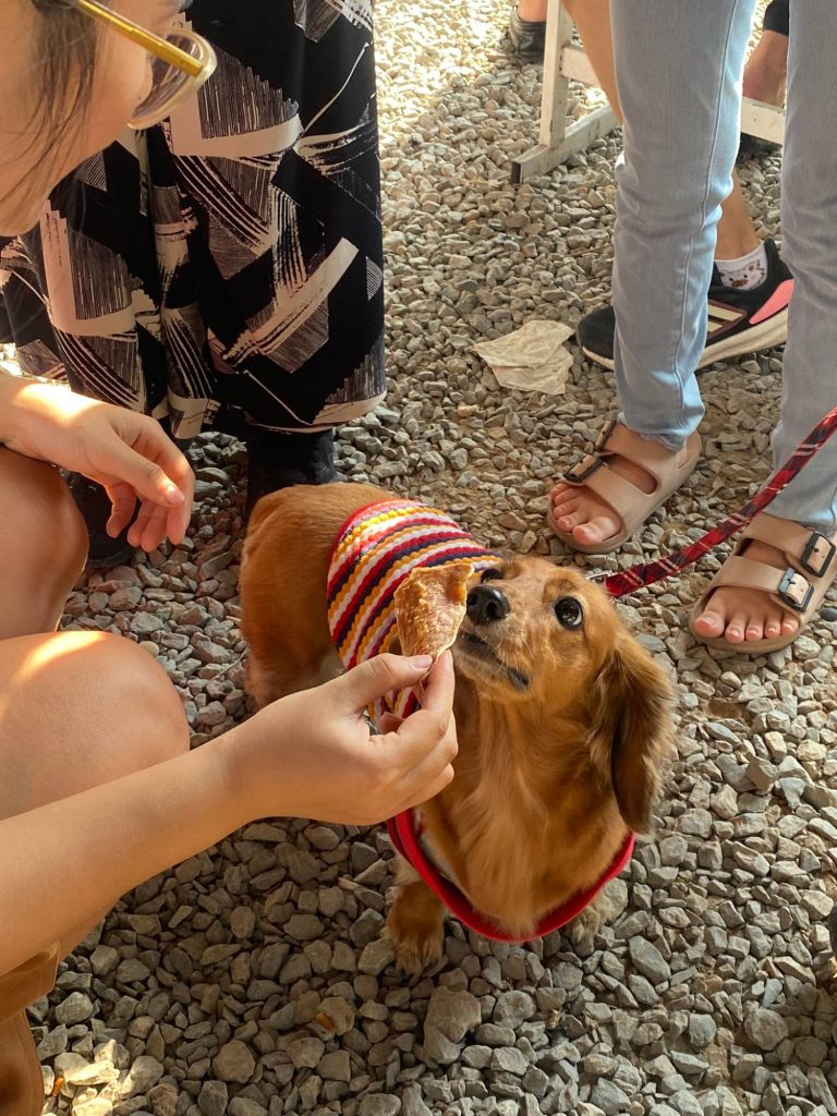 Bé dachshund háo hức trước miếng snack Pawrents Choice