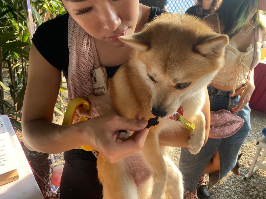 Bé shiba thử snack sấy khô Pawrents Choice