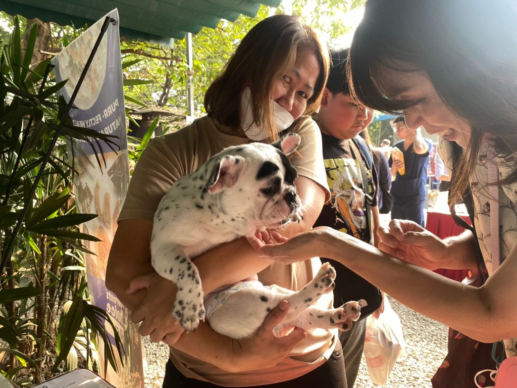 Bé bulldog Pháp ghé thăm gian hàng Pawrents Choice